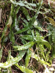 Blechnum patersonii