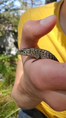 Abronia moreletii temporalis