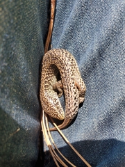 Abronia moreletii temporalis