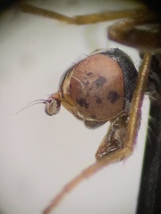 Compsobata