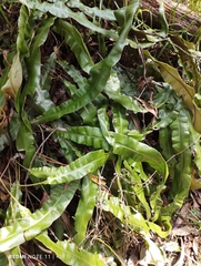 Blechnum patersonii