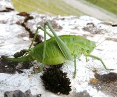 Polysarcus denticauda