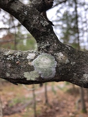 Lecanora thysanophora