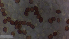 Coprinopsis pseudonivea