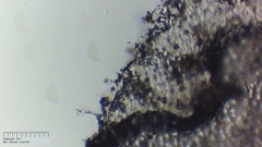 Coprinopsis pseudonivea