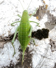 Polysarcus denticauda