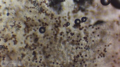 Coprinopsis pseudonivea