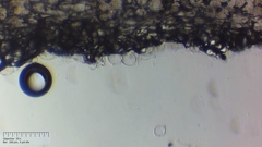 Coprinopsis pseudonivea