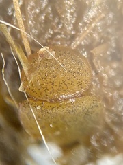 Ascobolus furfuraceus