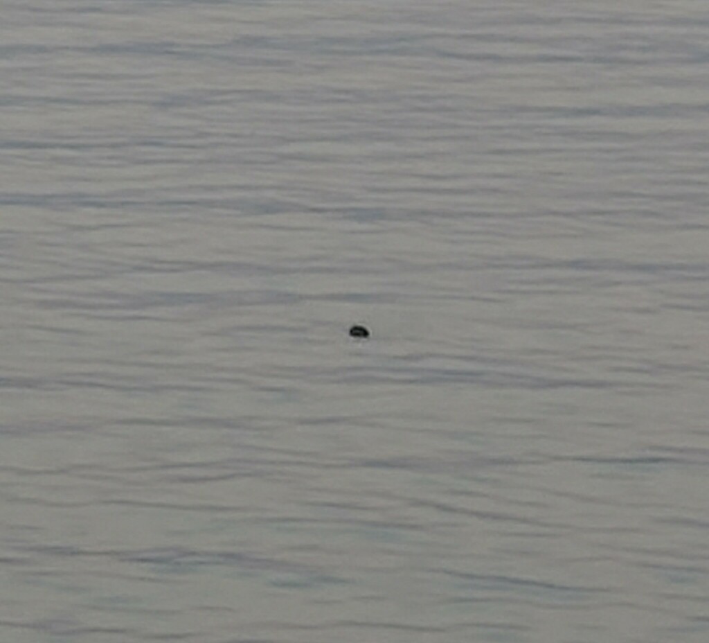 Earless Seals from Waterfront, Portland, ME 04101, USA on September 14