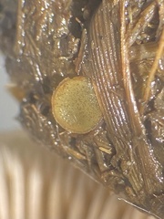 Ascobolus furfuraceus