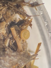 Ascobolus furfuraceus
