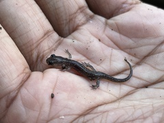 Plethodon albagula