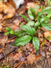 Rubus trivialis
