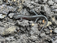 Plethodon albagula