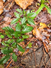 Rubus trivialis
