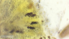 Ascobolus furfuraceus