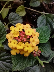 Lantana camara