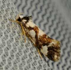 Machetis aphrobola