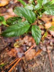 Rubus trivialis