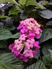 Lantana camara
