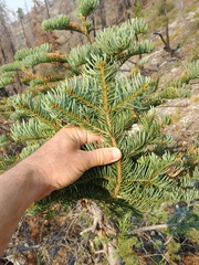 Abies magnifica