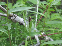 Cypripedium parviflorum