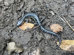 Plethodon albagula
