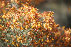 Jacksonia ramosissima