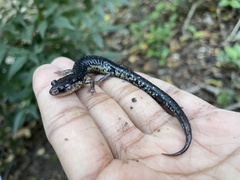 Plethodon albagula