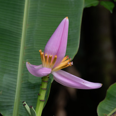 Musa ornata