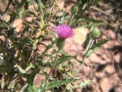 Cirsium ochrocentrum