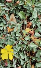 Hibbertia diffusa