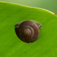 Quantula striata