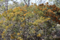 Jacksonia ramosissima