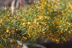 Jacksonia ramosissima