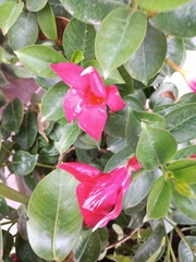 Mandevilla sanderi
