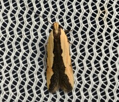 Ardozyga catarrhacta