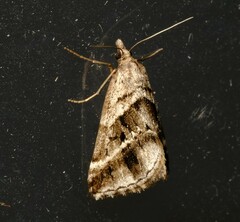 Dichromodes