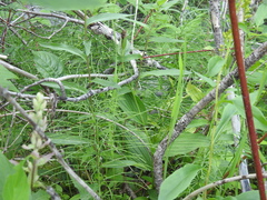 Cypripedium parviflorum