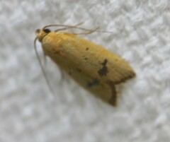 Eulechria subpunctella