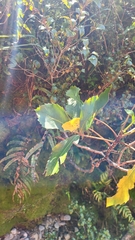 Pseudopanax colensoi