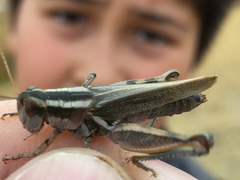 Melanoplus packardii
