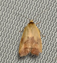 Ageletha elaeodes