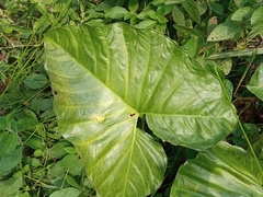 Xanthosoma