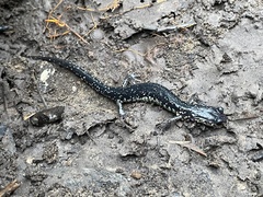 Plethodon albagula