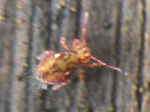 Dicyrtomina saundersi, Noordwijk, Nederland, photo 6 of 10