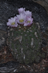 Acanthocalycium spiniflorum