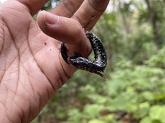 Plethodon albagula