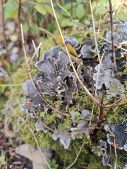 Peltigera praetextata